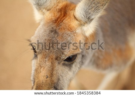 Extreme closeup of red and grey kangaroo's big brown eyes.