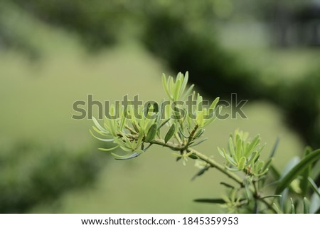 Selective focus on green branches against the blurred background.