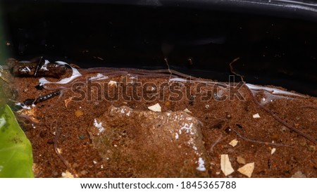 Brazilian Adult Earthworms of the Family Lumbricidae
