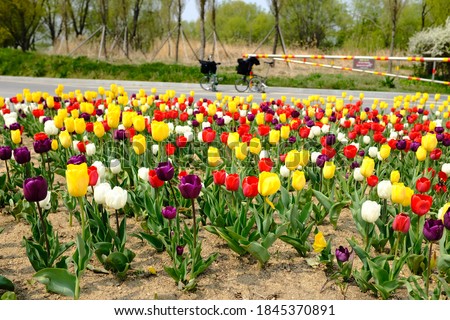 photos of tulips in the park