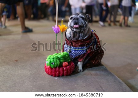 A happy fat dog pug sits on the floor with colorful krathongs during the Loy Krathong Festival in Thailand at night.