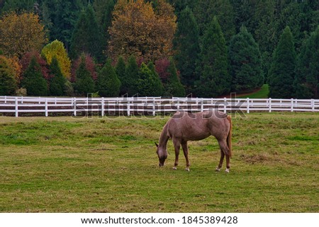 A LONE HORSE GRAZING IN A FIELD WITH A WHITE FENCE AND EVERGREENS AS A BACK DROP