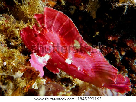 Amazing fish - red leaf fish is a uniquely coloured rare fish which can be found on tropical coral reefs 