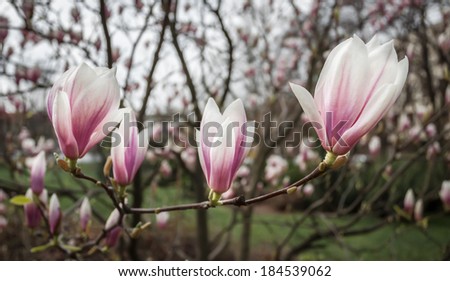 Soft focus image of blossoming magnolia flowers in spring time. Shallow DOF