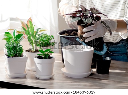 Woman gardener planting the plant in white ceramic pots on the wooden table. Concept of home gardening.