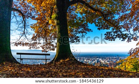 View from the hill in Dornbirn over the Rhine Valley to Lake Constance on a slightly hazy autumn day with a park bench. The leaves of a maple frame the luminous picture. Vorarlberg in Austria