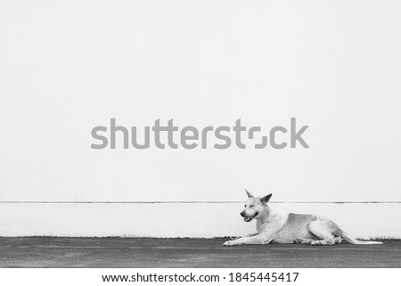 A basenji dog sitting with a white wall in the background.