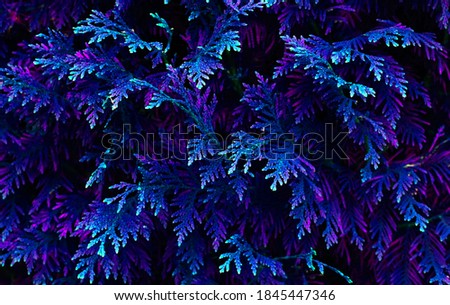Close up of thuja in blue and green color.Abstract background.Beautiful layout for design. Christmas or New Year concept.