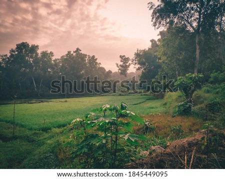 a rice field and green trees in the city of Bangkalan Indonesia 