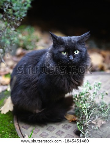 The black cat is sitting in the bushes. Green background. Bright cat eyes.