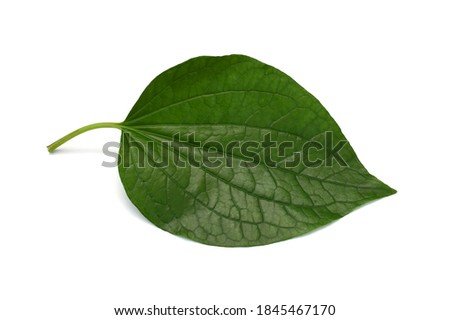 fresh wild betal leaf isolated on a white background