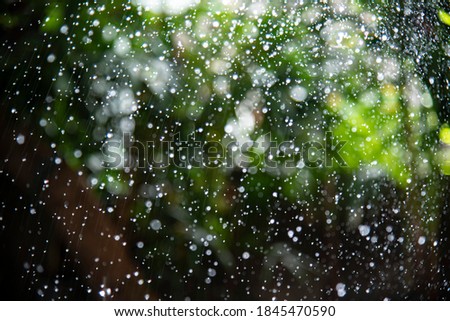 selected focus shot of rain drops in green garden