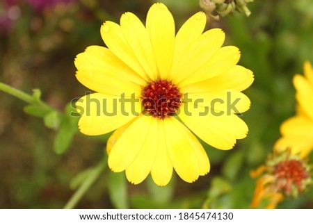 yellow flower in the field in summer