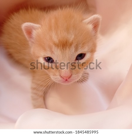 Photo of small kitten. Cute young kitty. satin background photography. Cats picture.
