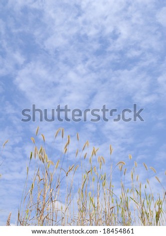 Foxtail millet on the blue sky background