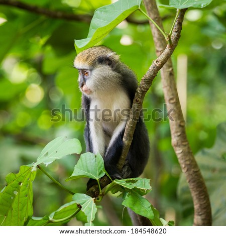 Monkey (Cercopithecus mona) in a rain forest in Ghana Royalty-Free Stock Photo #184548620