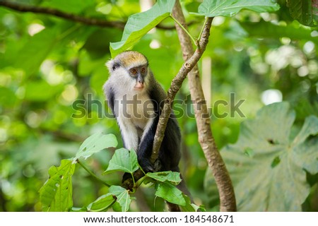 Monkey (Cercopithecus mona) in a rain forest in Ghana Royalty-Free Stock Photo #184548671