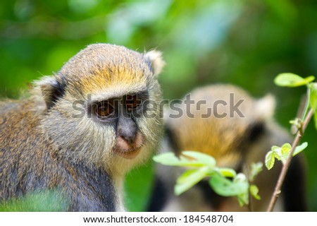 Monkey  portrait (Cercopithecus mona) in Ghana Royalty-Free Stock Photo #184548704