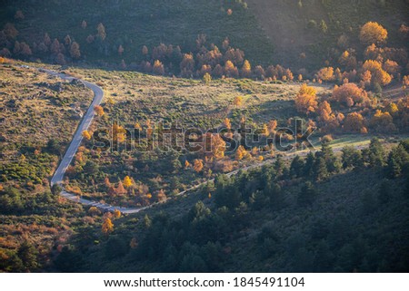 road in a beech forest in autumn