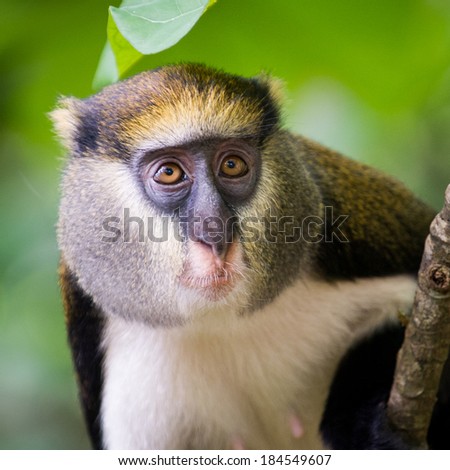 Cute Ghanaian Monkey (Cercopithecus mona) close up on a tree Royalty-Free Stock Photo #184549607