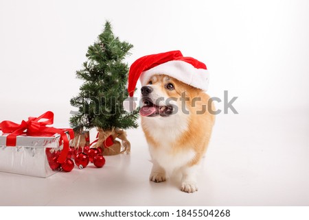 Corgi dog on a white background in a Santa Claus hat and with a gift, celebrating new year, Christmas
