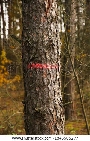 
The tree is marked with a red line. Cutting tree