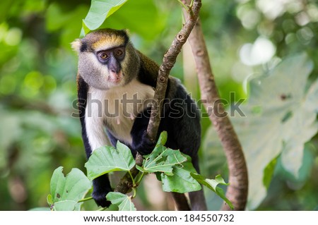 Cute Ghanaian Monkey (Cercopithecus mona) on a tree Royalty-Free Stock Photo #184550732