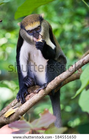 Cute Monkey (Cercopithecus mona) on a tree in Ghana Royalty-Free Stock Photo #184551650
