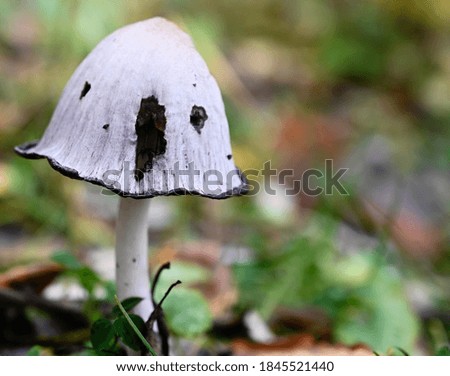 Gray forest mushroom against the background of an autumn forest with the image of a screaming face