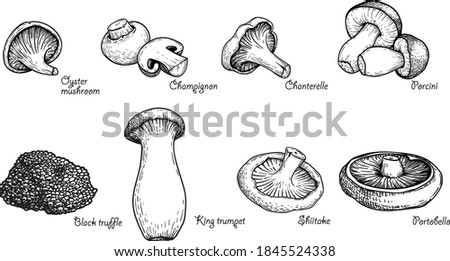 Various mushrooms set. Hand drawn sketch style. Oyster, champignon, chanterelle, porcini, black truffle, trumpet, shiitake, portobello. Vector illustrations. Royalty-Free Stock Photo #1845524338