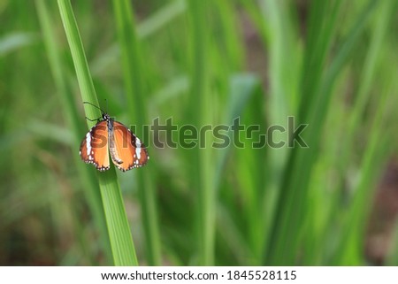 Brown butterfly on the grass with green background.Nature concept.
