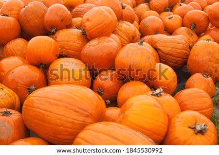 lots of orange pumpkins. pumpkin background.