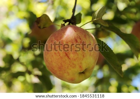 Ripe apples, hanging in a tree.