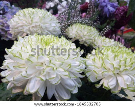 macro photo with a decorative background of beautiful large white flowers of the autumn flowering plant chrysanthemum for design as a source for prints, posters, decor, interiors, decoration