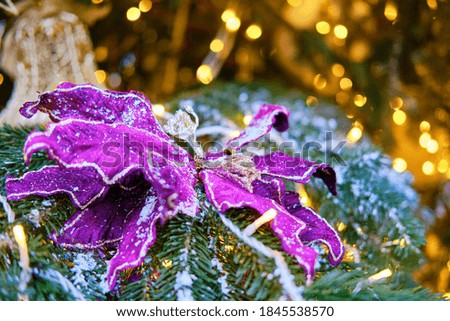 Christmas decoration of purple poinsettia on a background of golden garland lights, copy space