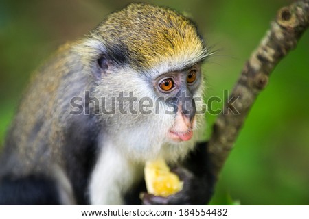 Little Monkey (Cercopithecus mona) eats a babana in Ghana Royalty-Free Stock Photo #184554482
