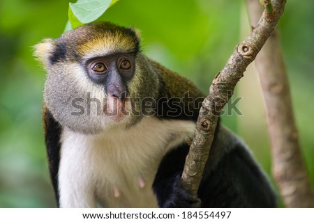 Cute Ghanaian Monkey (Cercopithecus mona) close up on a tree Royalty-Free Stock Photo #184554497
