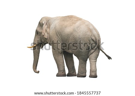 Male of an asian wild elephant isolated on white background