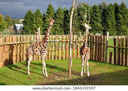 Giraffes in Outdoor Enclosure at Safari Park