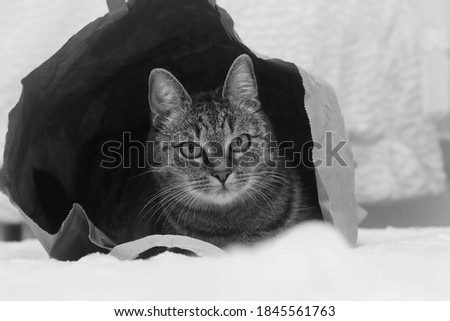 Black and white photo of a beautiful tabby cat lying in the paper bag. Felis silvestris catus.