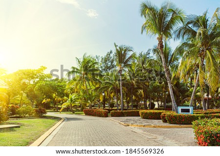 Path with paving slabs among the palm trees in the garden. Palm grove in the tropics. Walking path in the garden in summer.