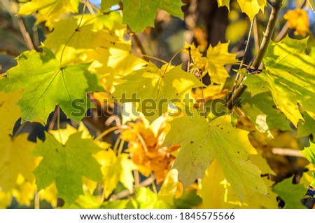 Sunlight shines through yellow autumn maple leaves