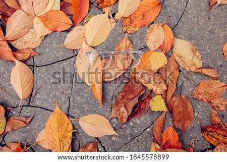 Glasses on street close up image during daytime. Background of autumn yellow leaves. Good product photo for the shop or online market