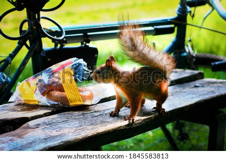 Red squirell in the park. Bench and bike