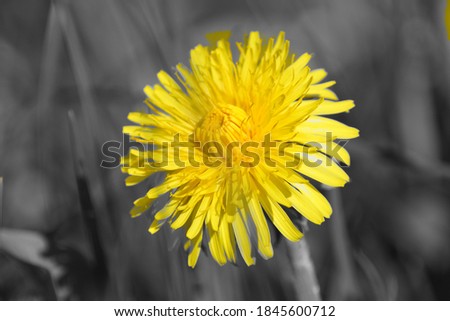 dandelion photos in colorkey optics