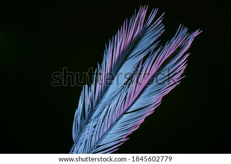 Beautiful faded palm leafs in neon light on a black. Minimalism retro style concept. Background pattern  texture for design. 