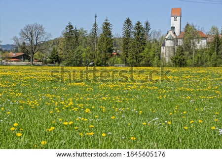 Landscape photography with dandelion field