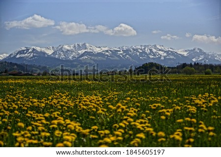 Landscape photography with dandelion field