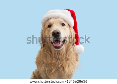 A dog, a Golden Retriever in a Christmas red hat.