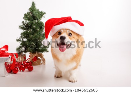 Corgi dog on a white background in a Santa Claus hat and with a gift, celebrating new year, Christmas
